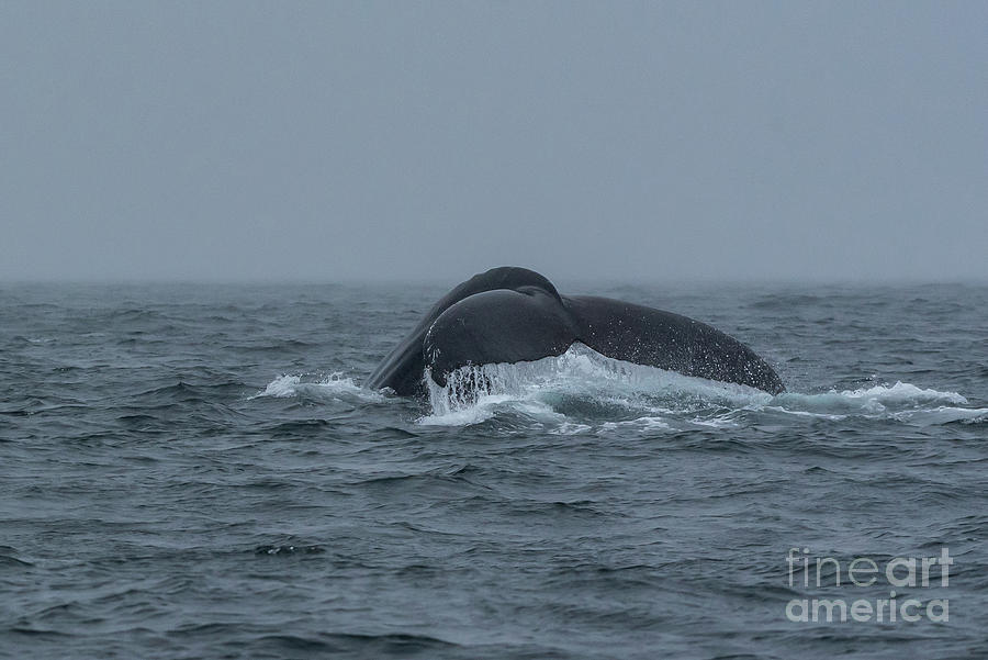 Nature Photograph - Humpback Whale Fluke in the Fog by Nancy Gleason