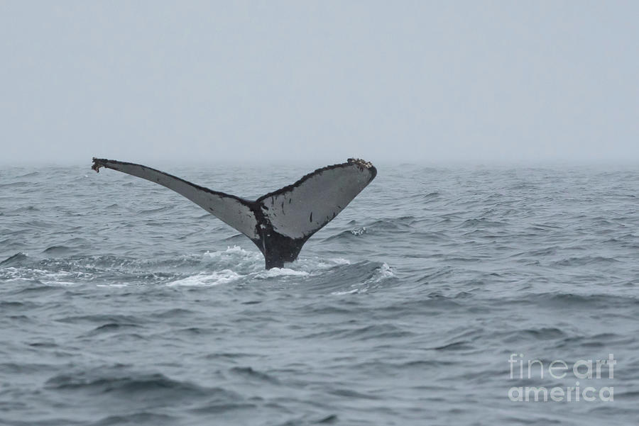 Nature Photograph - Humpback Whale Fluke with Barnacles by Nancy Gleason
