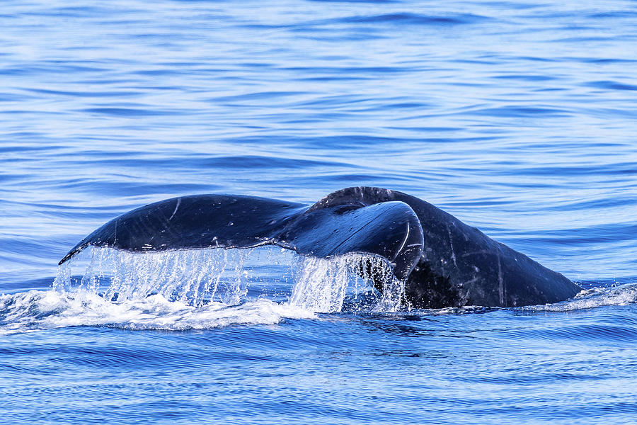 Humpback Whale Fluking II Photograph by Stefan Mazzola