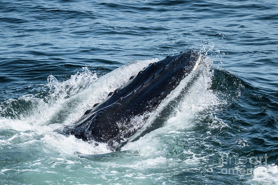 Humpback Whale Gulp Photograph by Lorraine Cosgrove