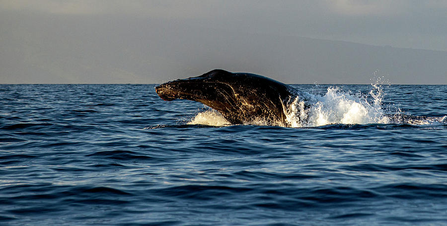 Humpback Whale Head out of Water Photograph by Matt Swinden