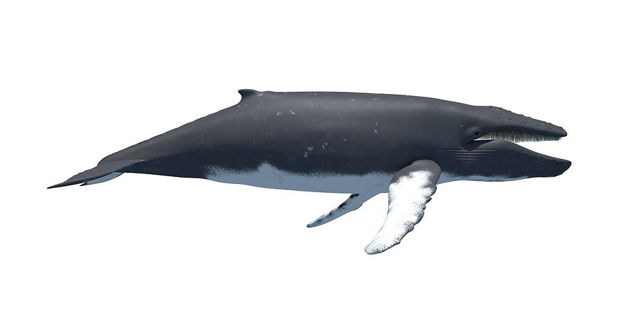 Humpback whale, illustration Drawing by Sciepro/science Photo Library