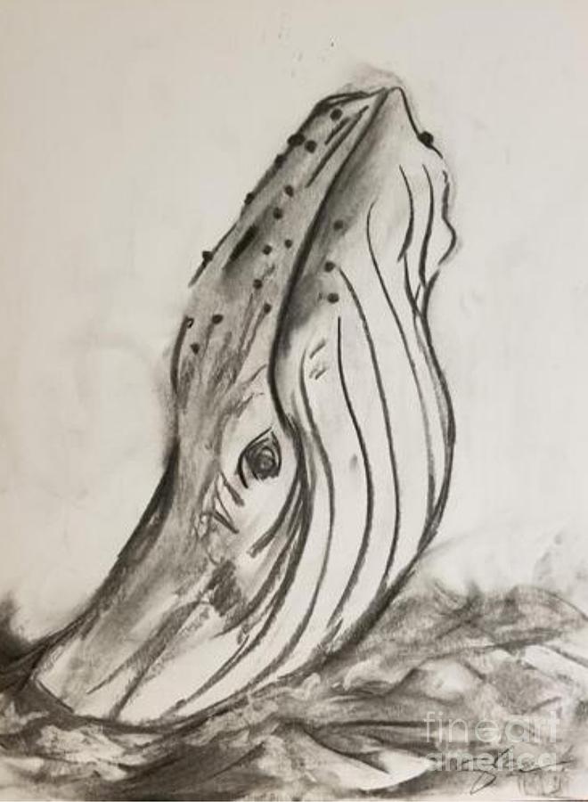Humpback Whale in Charcoal Drawing by Expressions By Stephanie