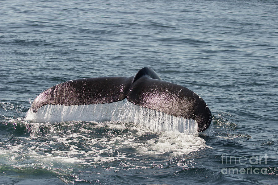 Humpback Whale Tail Series Photograph by Jeannette Hunt