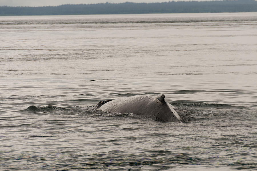 Humpback Whale. Photograph by John Elk