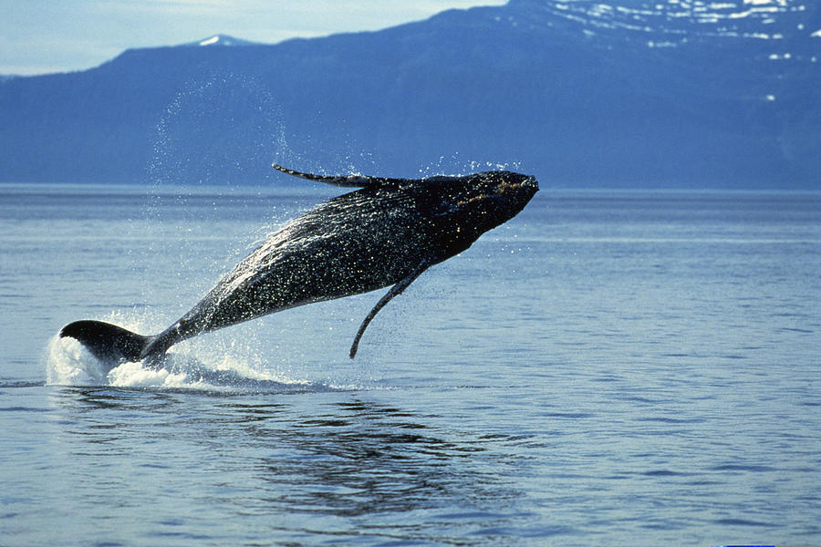 Humpback whale jumping in water Photograph by Comstock Images