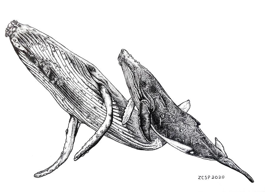 Whale Drawing - Humpback Whale - Megaptera novaeanglia by Zephyr Polk