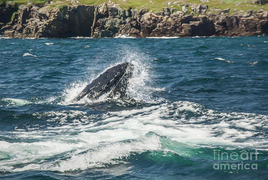 Humpback Whale, Megaptera novaeangliae, feeding on Capelin off N Digital Art by Liz Leyden