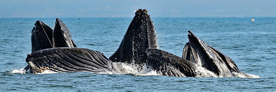 Humpback Whale - Megaptera novaeangliae Lunge Feeding Photograph by Amazing Action Photo Video