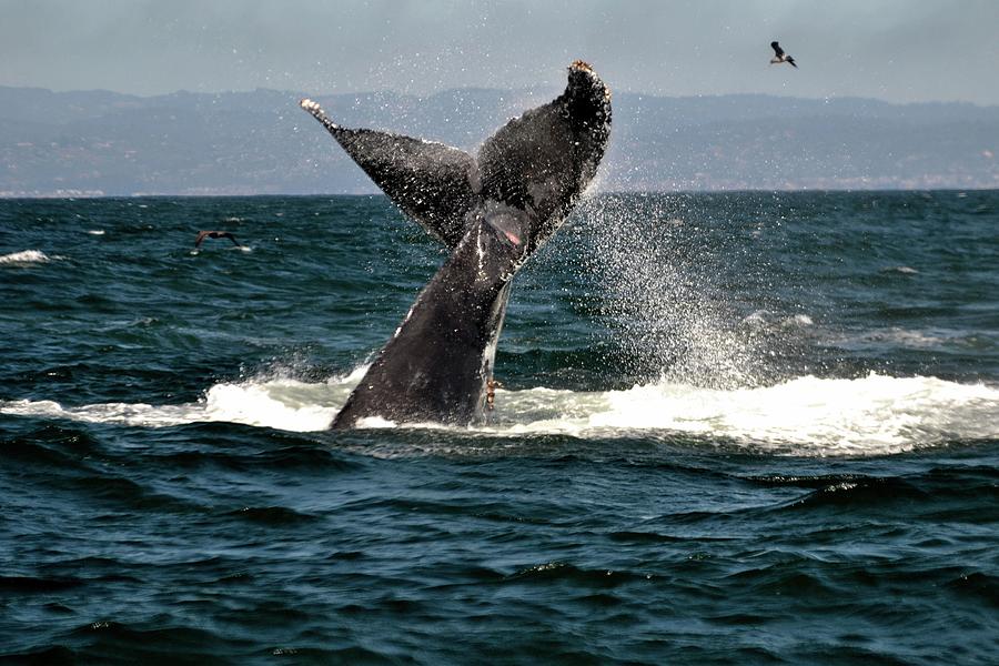 Humpback Whale, Monterey Bay, California Photograph
