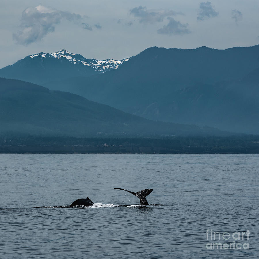 Humpback Whale Mother and Calf Photograph by Nancy Gleason