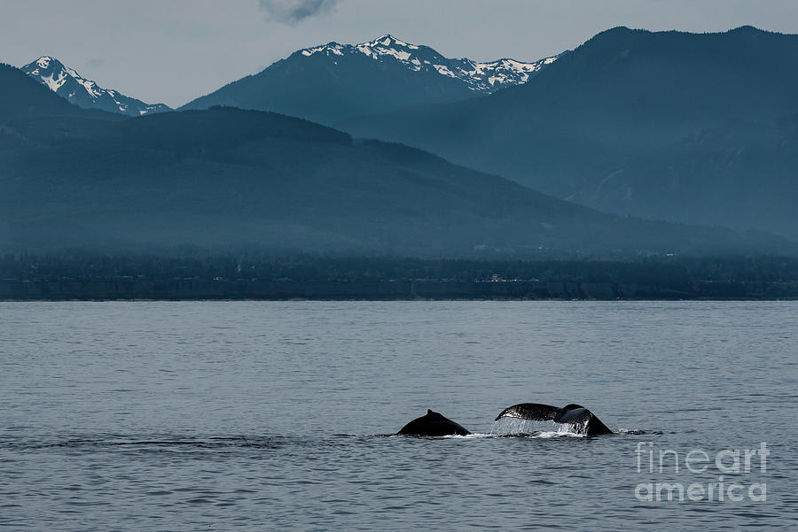 Nature Photograph - Humpback Whale Mother Teaching Calf in the Pacific Northwest by Nancy Gleason