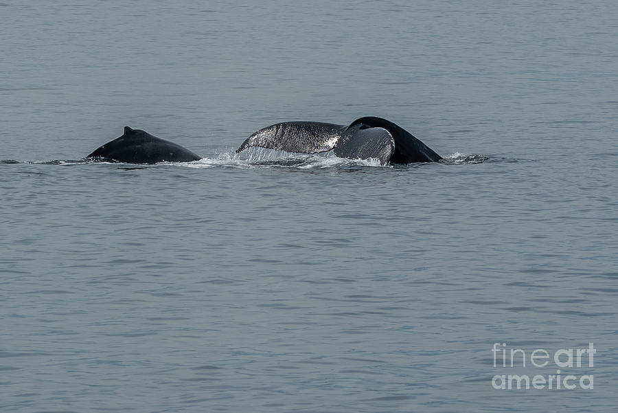 Nature Photograph - Humpback Whale Mother Teaching Calf to Dive by Nancy Gleason
