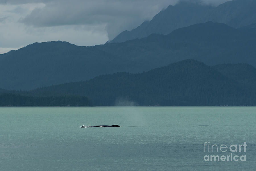 Summer Photograph - Humpback Whale Offshore from Point Bridget, Alaska by Nancy Gleason