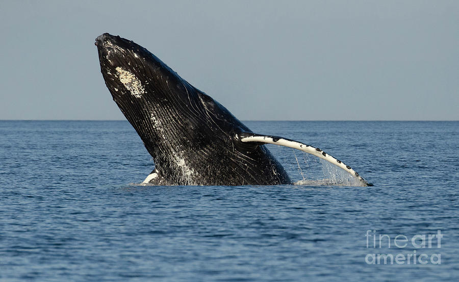 Humpback Whale On Surface Photograph by Bob Christopher