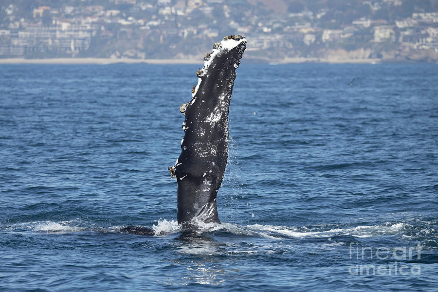 Humpback Whale Pectoral Fin Photograph by Loriannah Hespe