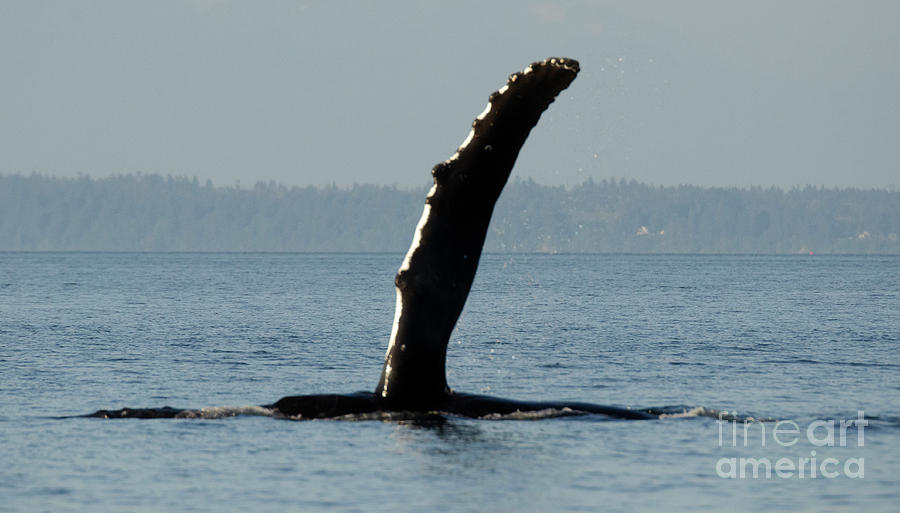 Humpback Whale Pectoral Fin Wave Photograph by Bob Christopher