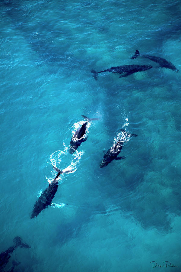 Humpback Whale Pod Photograph