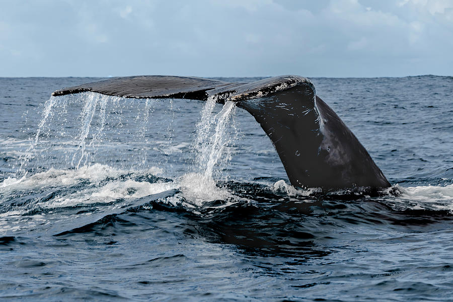 Humpback Whale series - 4 Photograph by Alan Hart