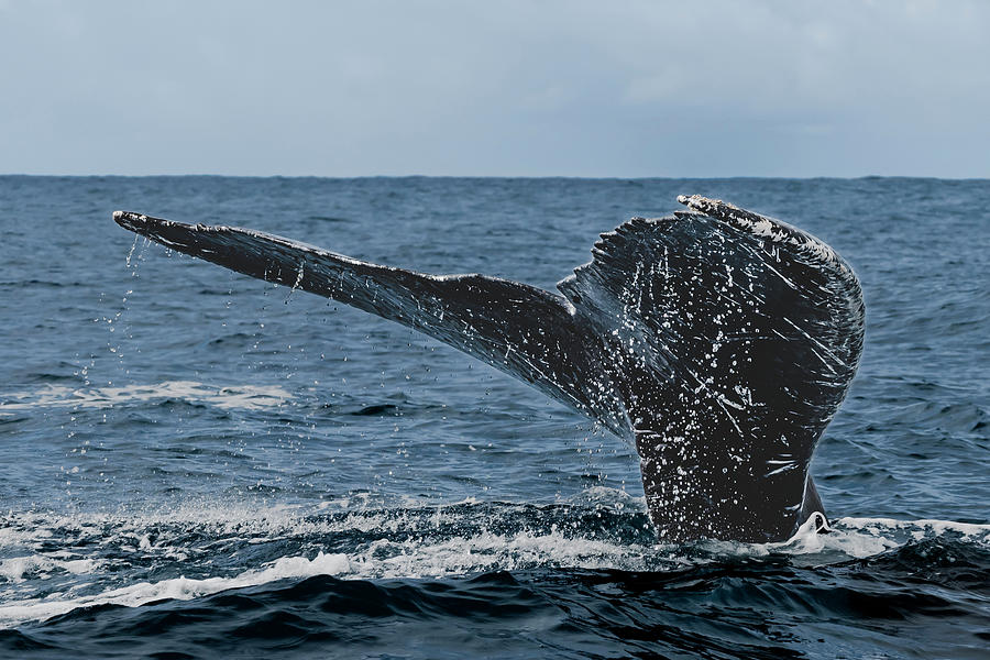 Humpback Whale series - 6 Photograph by Alan Hart
