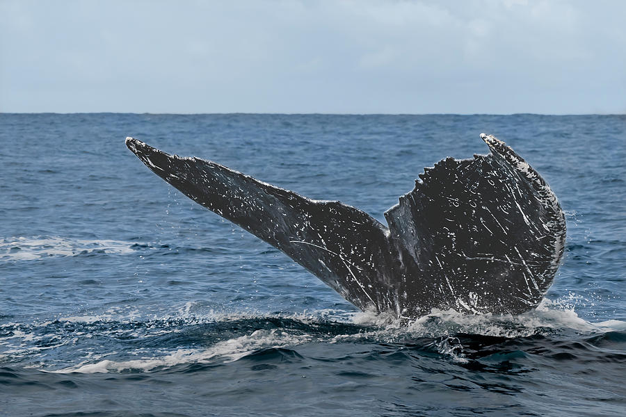 Humpback Whale series - 7 Photograph by Alan Hart