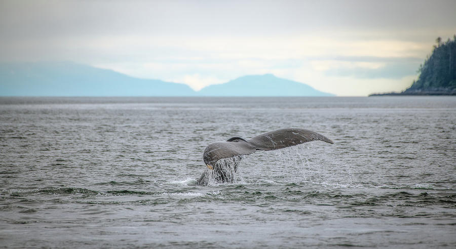 Humpback Whale Showing Off Photograph by Robert J Wagner