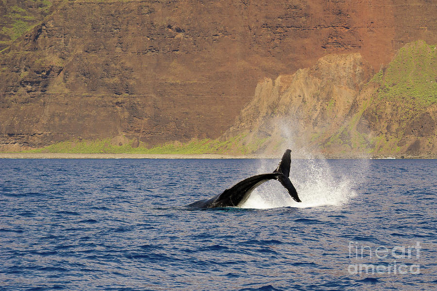 Nature Photograph - Humpback Whale Sideways Dive by Nancy Gleason