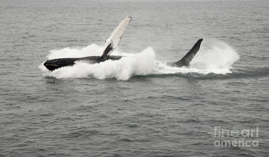 Humpback whale splash Photograph by Jeannette Hunt