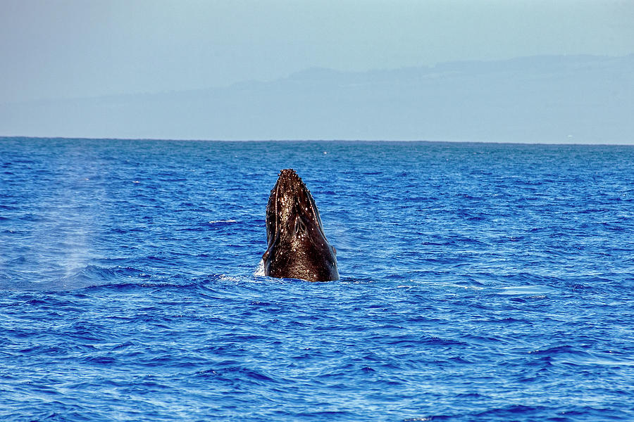 Humpback Whale Spy Hop Photograph by Anthony Jones