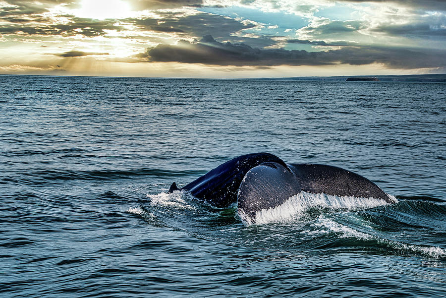 Humpback Whale Sunset Photograph by Nathan Wasylewski