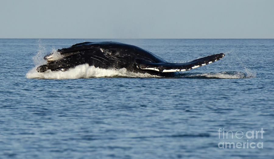 Humpback Whale Surfacing Photograph by Bob Christopher