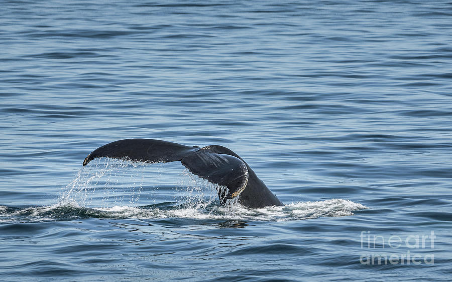 Humpback Whale Tail 5 Photograph by Lorraine Cosgrove