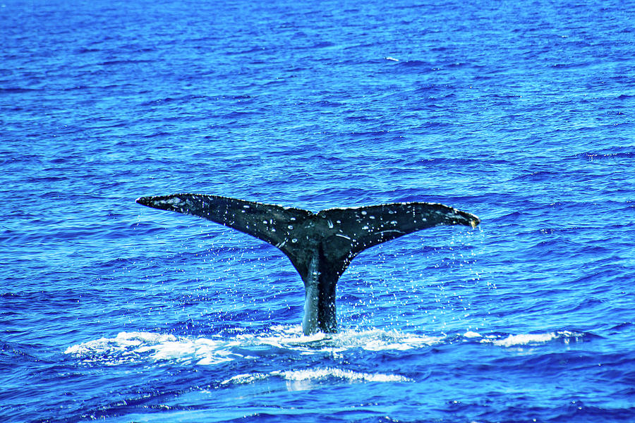 Humpback Whale Tail Photograph by Anthony Jones