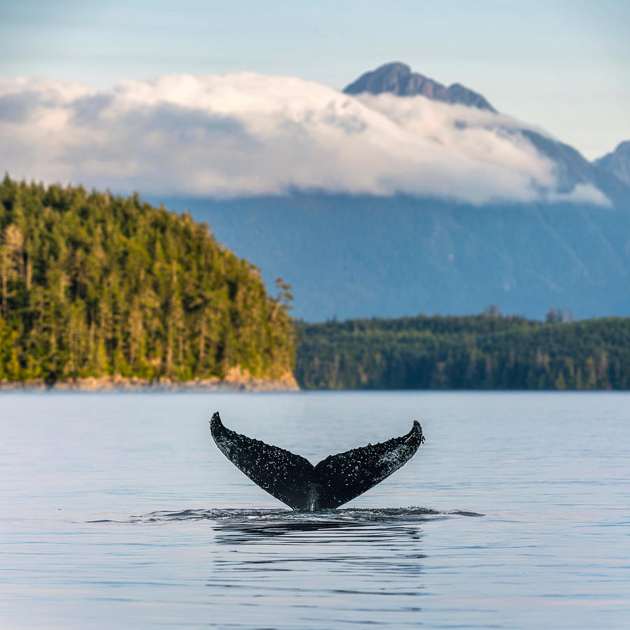 Humpback Whale Tail on the British Columbia coastline, Canada. Vancouver Island Photograph by Francesco Riccardo Iacomino