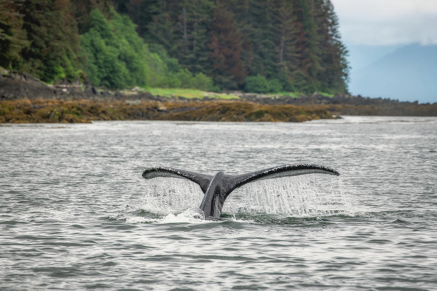 Humpback Whale Tail Photograph by Robert J Wagner