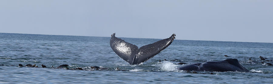 Humpback Whale Tail Photograph by Schmez