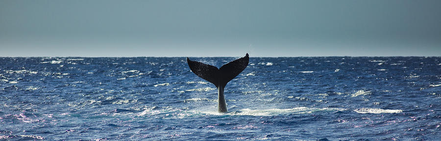 Humpback Whale Tail Slap from Kauai, Hawaii Photograph by YinYang