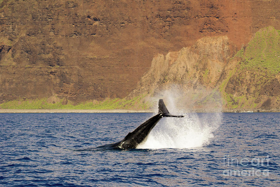 Nature Photograph - Humpback Whale Tail Splash by Nancy Gleason