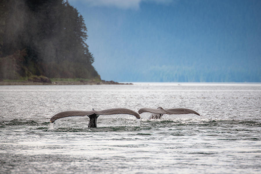 Humpback Whale Tails Photograph by Robert J Wagner