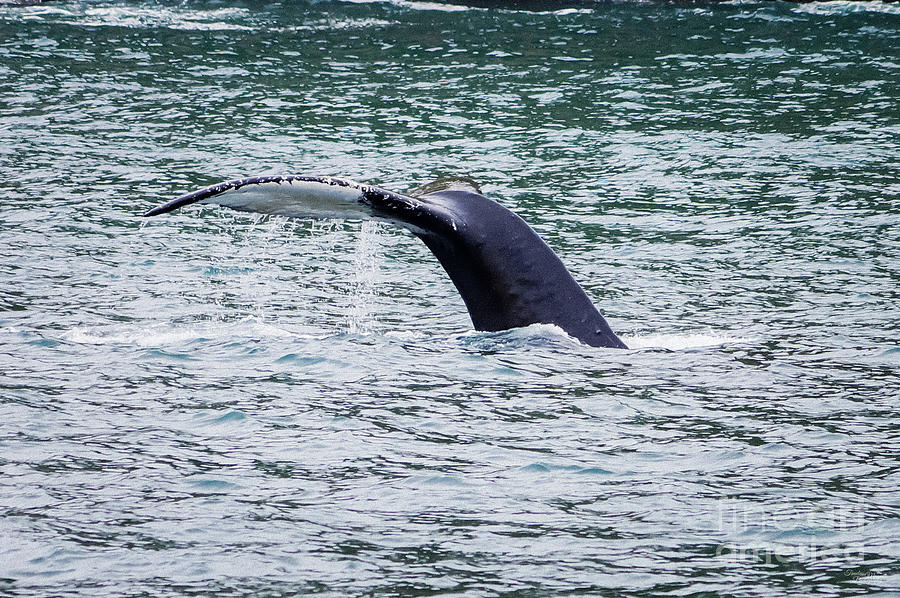 Humpback Whale Tale Photograph by Jennifer White