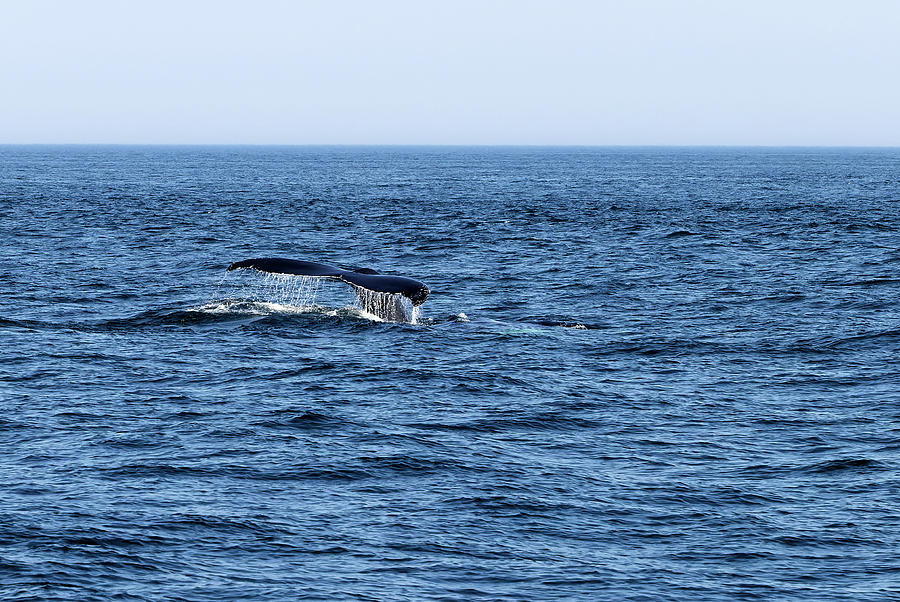 Humpback Whale-Watching 2 Photograph by John Hoey - Fine Art America