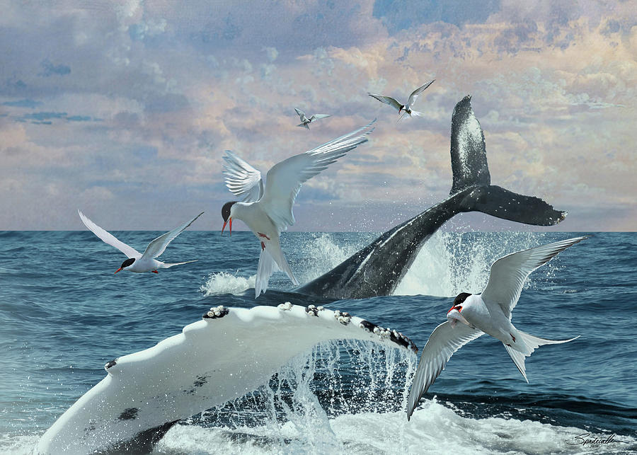 Humpback Whales and Terns Digital Art by M Spadecaller