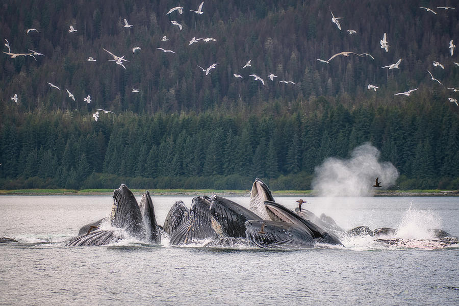 Humpback Whales Feeding Photograph by Robert J Wagner