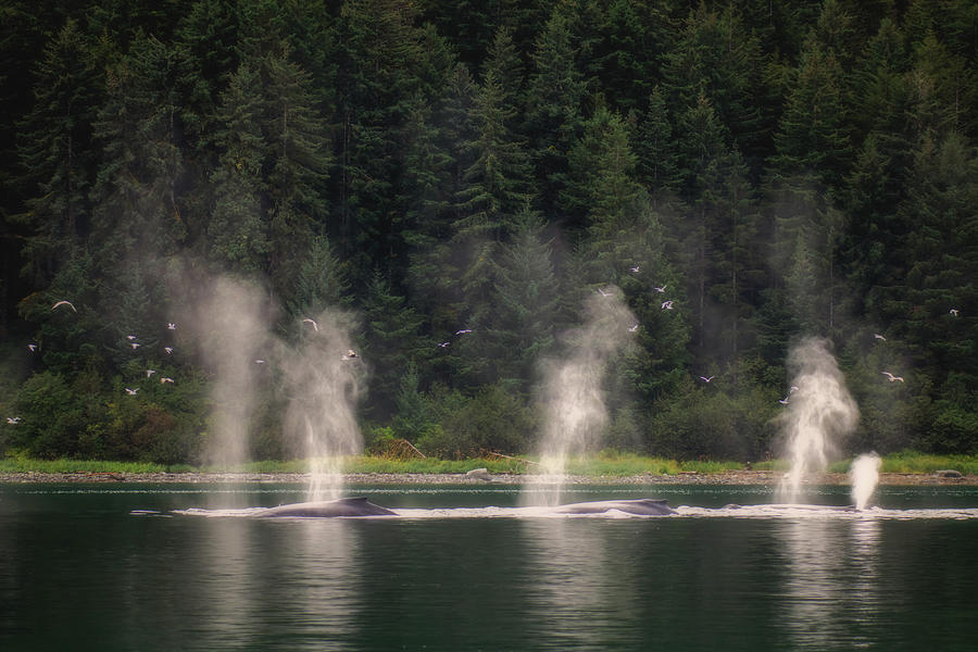 Humpback Whales in Icy Strait Photograph by Robert J Wagner