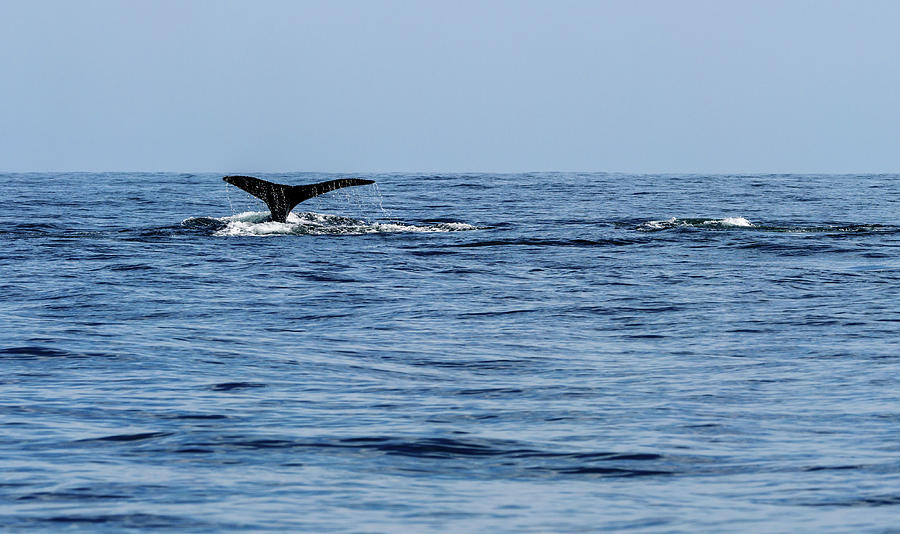 Humpback Whales Photograph by Rob Huntley