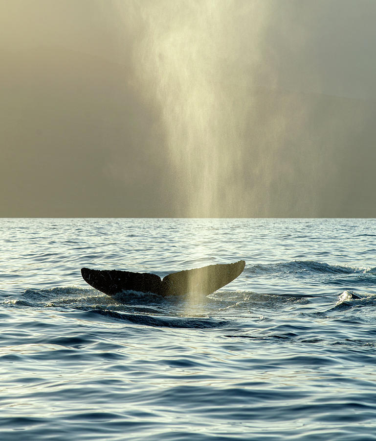 Humpback Whales Tail and Mist Photograph by Matt Swinden
