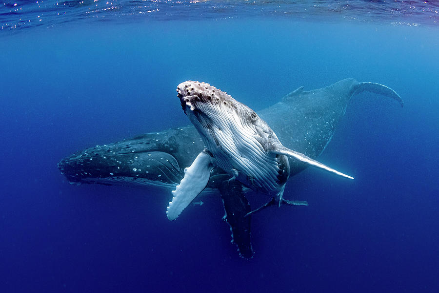 Humpback Whales Photograph