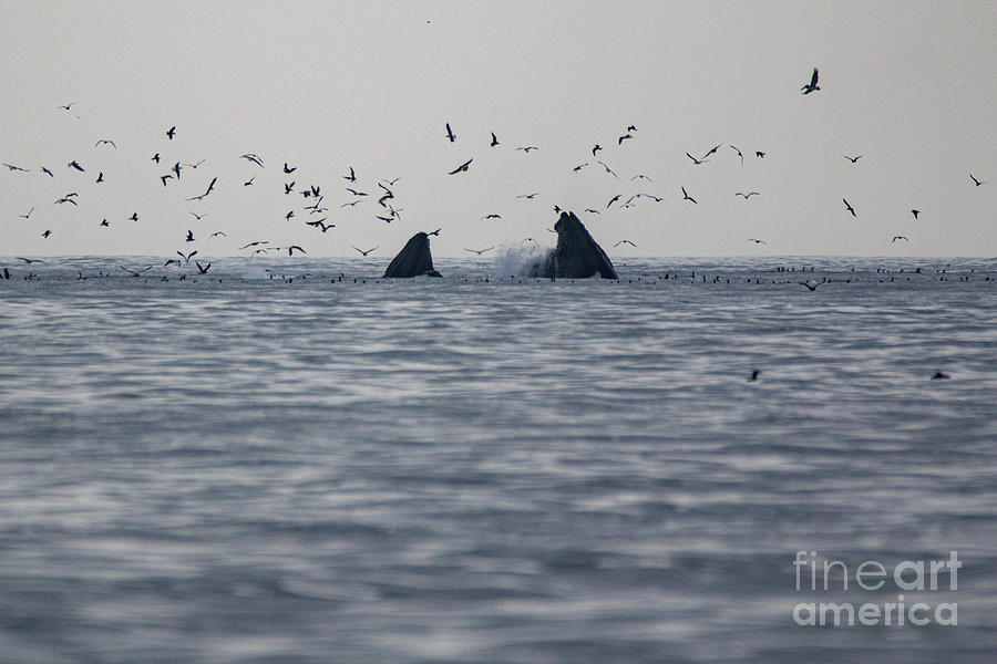 Whale Photograph -  Humpbacks Feeding 7749 by Craig Corwin