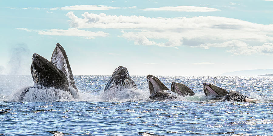 Humpbacks in a Row Photograph by Michael Rauwolf