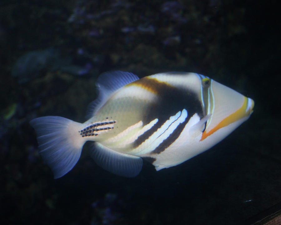 Humuhumunukunukuapua'a Fish Photograph by Daniel Baralt - Fine Art America